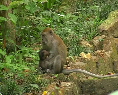Monkey breast-feeding Stock Footage 118672