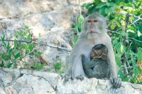 Monkey breast feeding Stock Photos