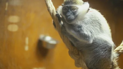 Monkey breed Coats Stock Footage 113515560