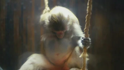 Monkey breed Coats Stock Footage 114220896
