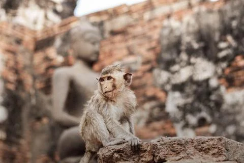 Monkey on brick with Buddha background. Stock Photos