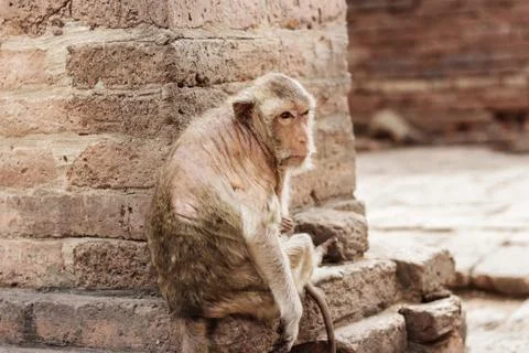 Monkey on brick. Stock Photos