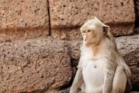 Monkey on brick. Stock Photos