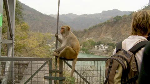 Monkey on bridge in Rishikesh in India, overlooking the Ganges Stock Footage 126171657
