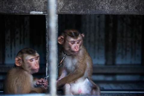 The monkey brothers colored  Stock Photos