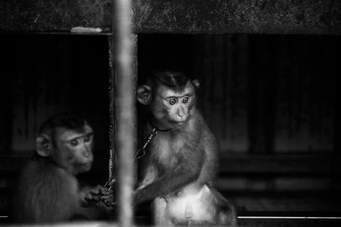 The monkey brothers  Stock Photos