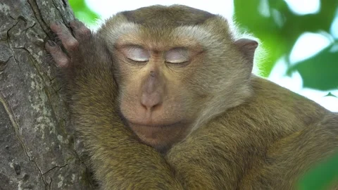 Monkey brown sleeping on the trees green forests Stock Footage 156813247