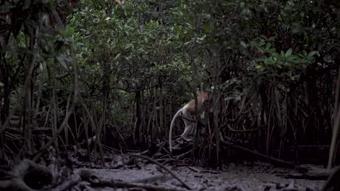 Monkey In Brunei Stock Footage 141950488