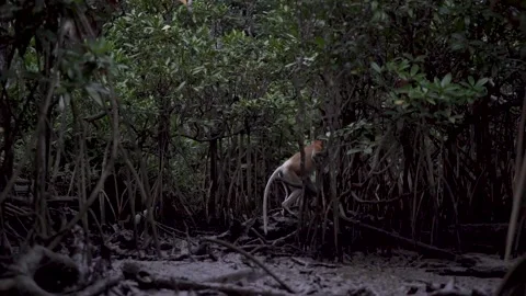 Monkey In Brunei 库存影片 141950580