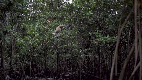 Monkey In Brunei Stock Footage 141950592