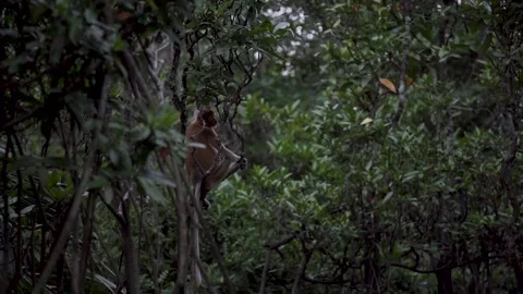 Monkey In Brunei Stock Footage 141950618