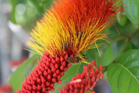 Monkey Brush Vine Stock Photos