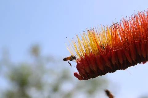 Monkey Brush Vine Stock Photos