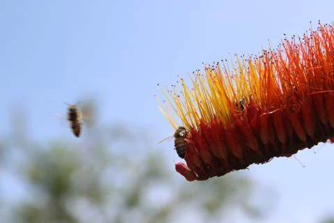 Monkey Brush Vine Stock Photos