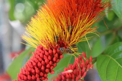 Monkey Brush Vine Stock Photos