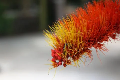 Monkey Brush Vine Stock Photos