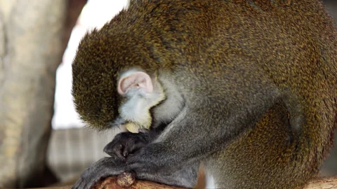 A monkey brushing his leg. Stock Footage 236703413