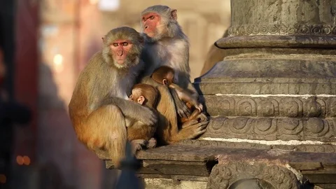 Monkey in Buddhist Temple in Kathmandu Vidéo 83201718