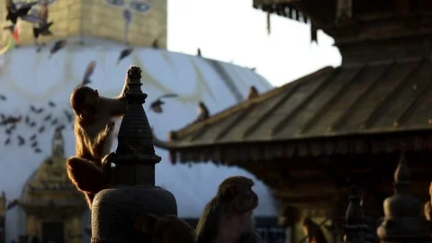 Monkey in Buddhist Temple in Kathmandu Vídeos de archivo 83201868