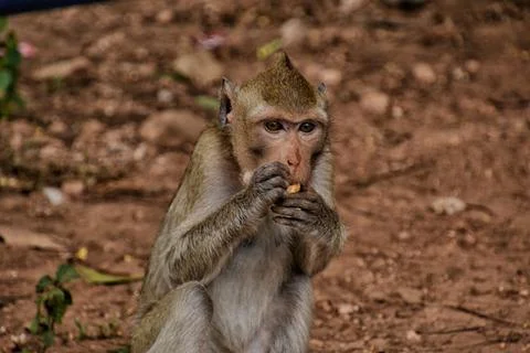 Monkey at a Buddhist temple Stockfoto's