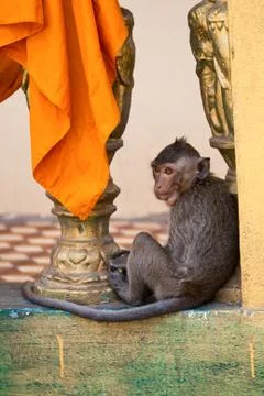 Monkey in the Buddhist temple Stock Photos