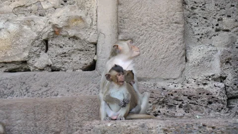 Monkey Buffet 스톡 동영상 293545324