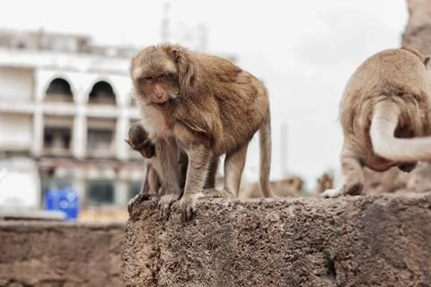 Monkey with building background. Stock Photos