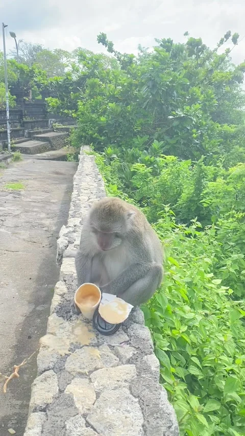 Monkey Burns Himself With Hot Coffee, Uluwatu, Bali, Indonesia - 09 Dec 2025 Stock Footage 323971734