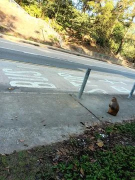 Monkey at bus stop Stock Photos