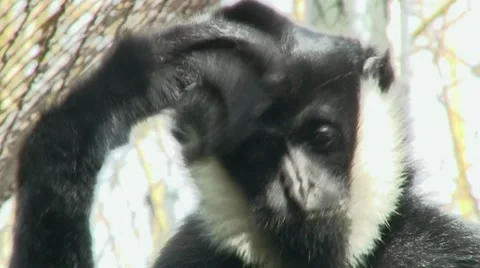 Monkey Business 2 Stock Footage 10578796
