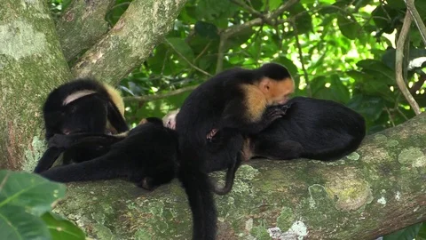 Monkey business Stock Footage 81532220