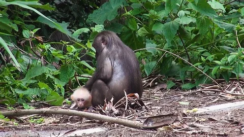 Monkey Business 動画素材 102713264
