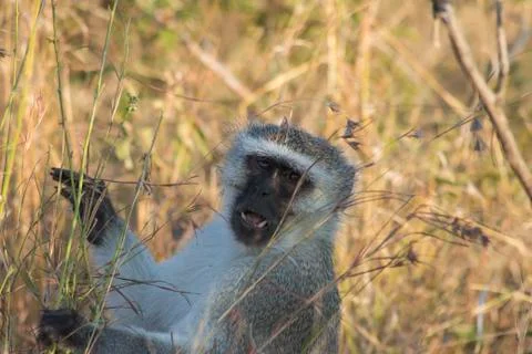 Monkey business Stock Photos