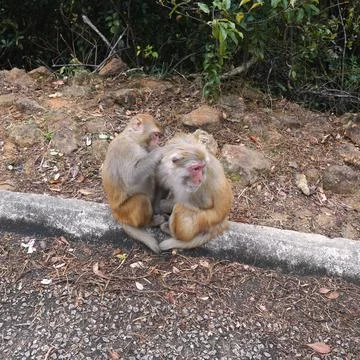 The MONKEY BUSINESS Stock Photos