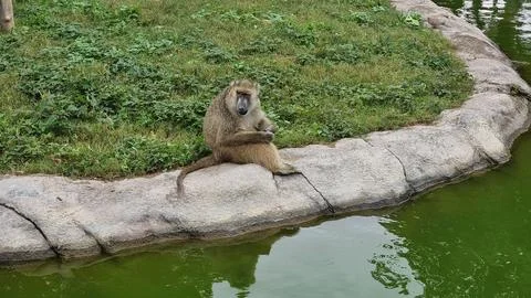 The monkey is busy Stock Photos