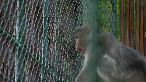 Monkey in Cage 02 Stock Footage 88021297
