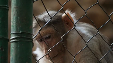 Monkey in Cage 03 Stock Footage 88021467