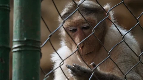 Monkey in Cage 04 Stock Footage 88021549