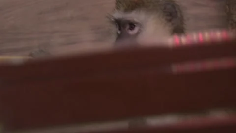 Monkey  in the cage 1 Stock Footage 316709507