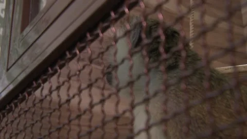 Monkey  in the cage 2 Stock-Footage 316709508
