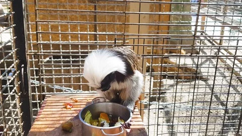 Monkey in a cage and eats food, vegetables from a bowl. Stock Footage 129559442