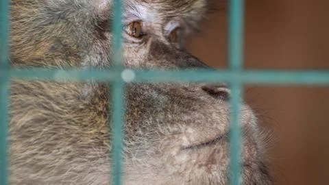 Monkey in a cage behind bars. Emotion of sadness, despair, depression. Stock Photos