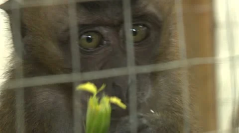 Monkey in a cage eating some greens 스톡 동영상 10572877