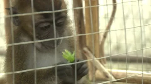 Monkey in a cage eating some greens Video stock 10573278
