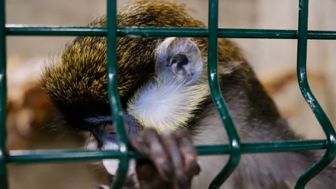 Monkey in the cage Stock Footage 82915217