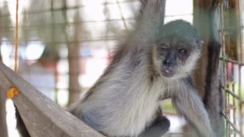Monkey in the cage Видео 101258429