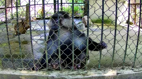 Monkey in the cage Stock Footage 168084198