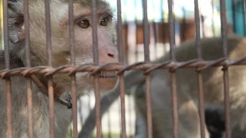 Monkey in the cage Stock Footage 197237226