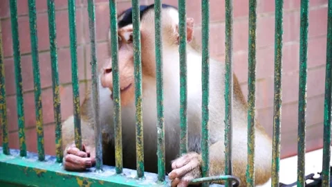 Monkey in the cage Stockbeeldmateriaal 217678442