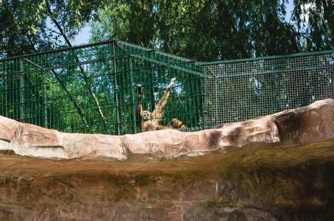 Monkey in a cage, hanging on the bars. Keeping an animal in a zoo instead of Stock Photos